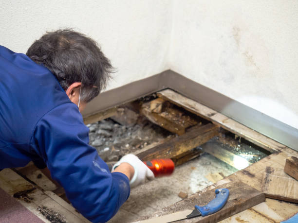 Best Black Mold Removal  in Richland, PA