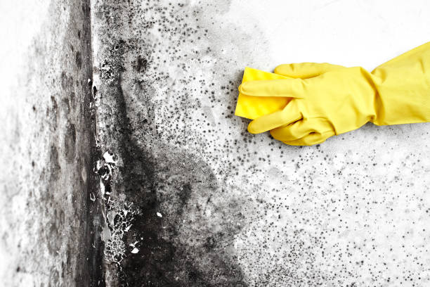 Best Professional Mold Removal  in Richland, PA