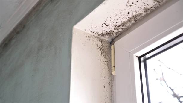 Professional Mold Removal in Richland, PA