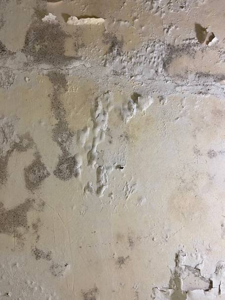 Best Fast Mold Removal  in Richland, PA