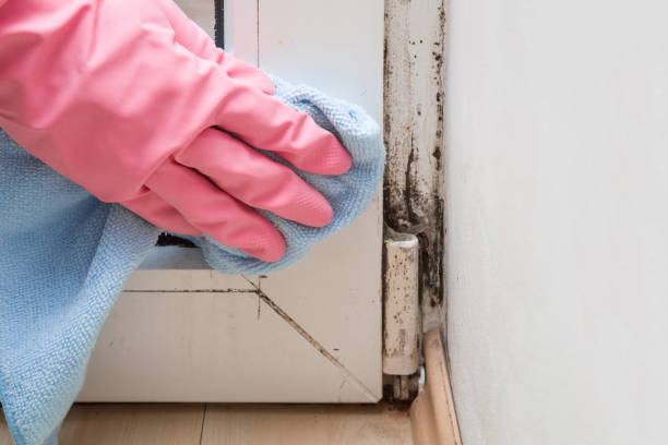 Best Mold Testing and Removal  in Richland, PA