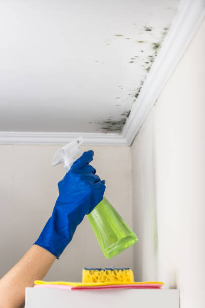 Best Commercial Mold Removal  in Richland, PA