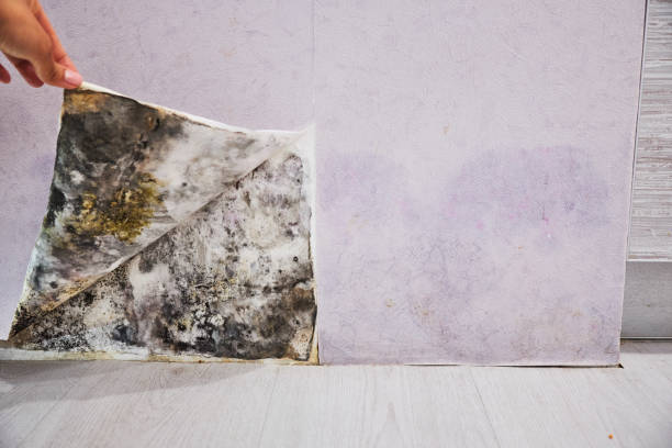 Best Mold Testing  in Richland, PA